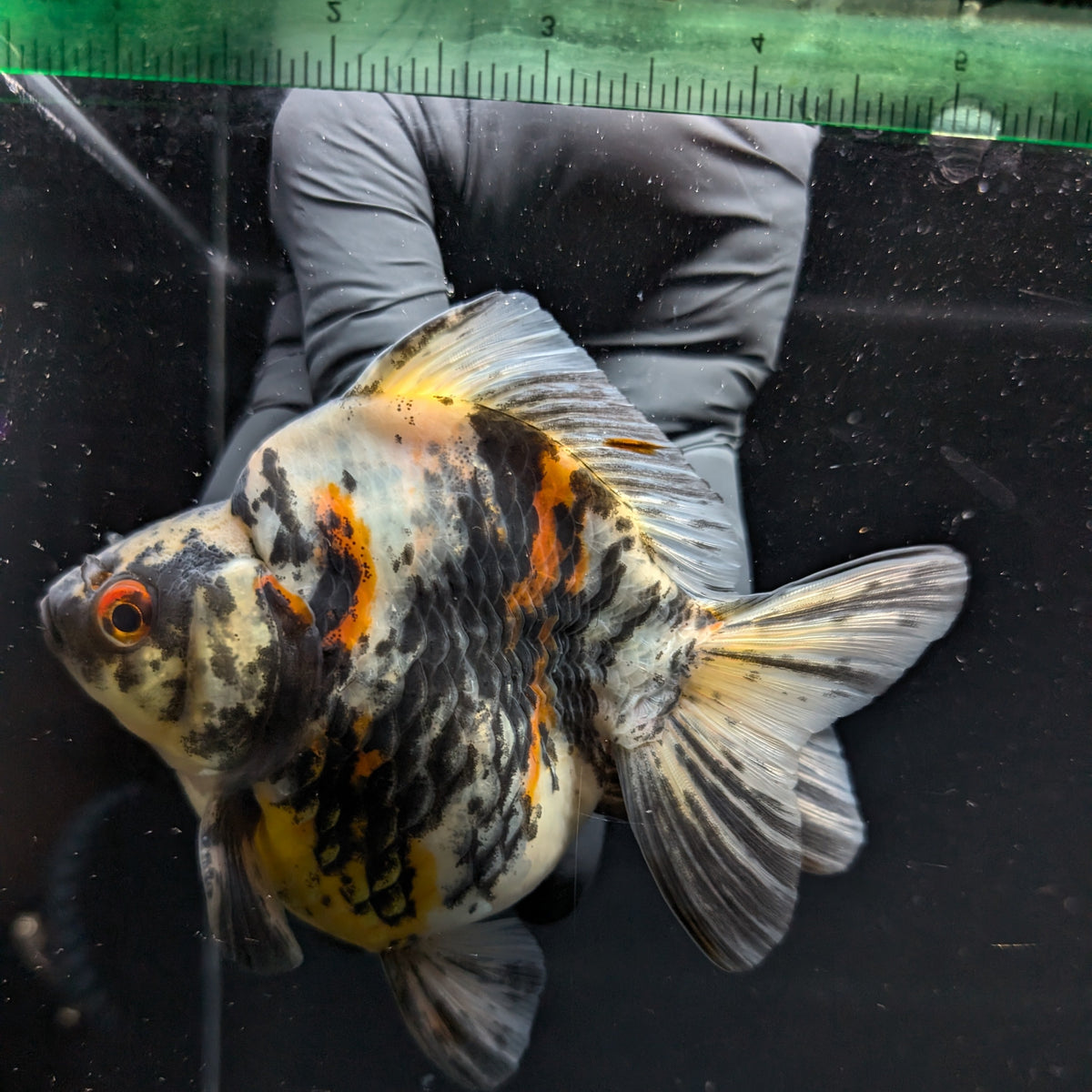 Jumbo Ryukin Tiger Calico 4.5"-5" in. ID#1030RYU2A-001