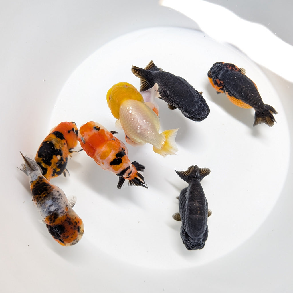 Ranchu Sakura Calico 3.5" in. ID#1030R13A-002
