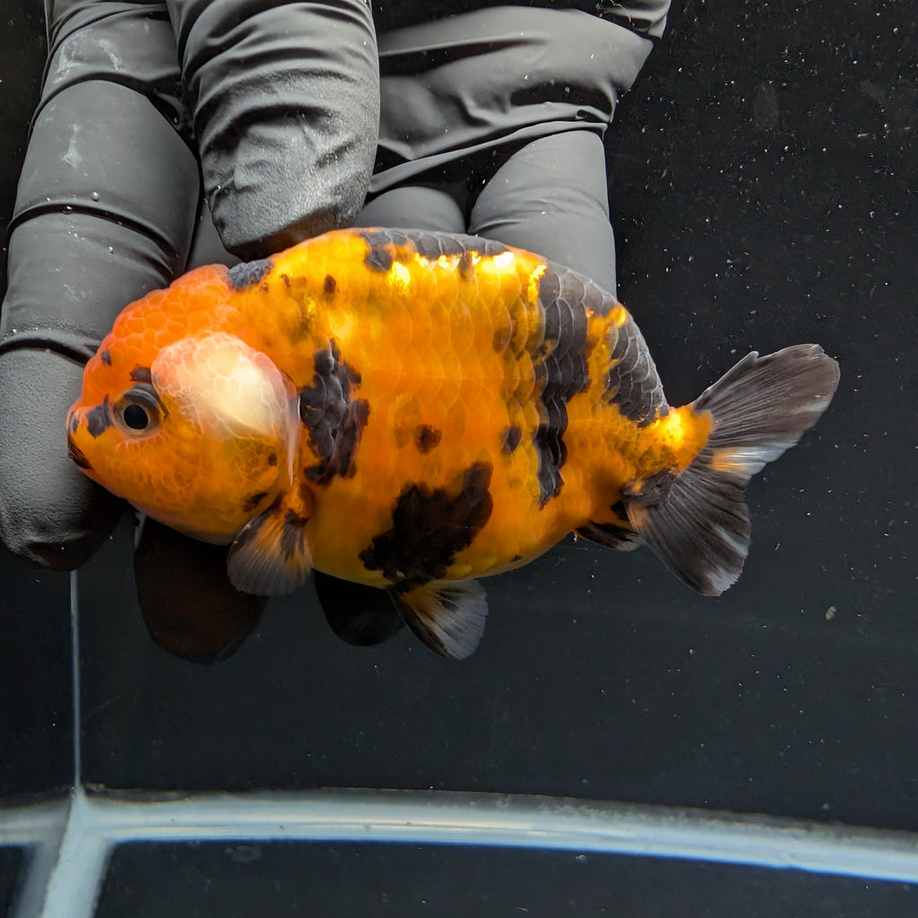 Ranchu Tiger Calico 3.5" in. ID#1030R13A-001