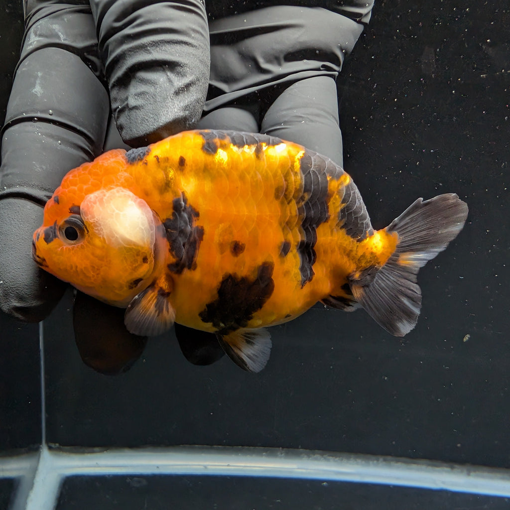Ranchu Tiger Calico 3.5" in. ID#1030R13A-001