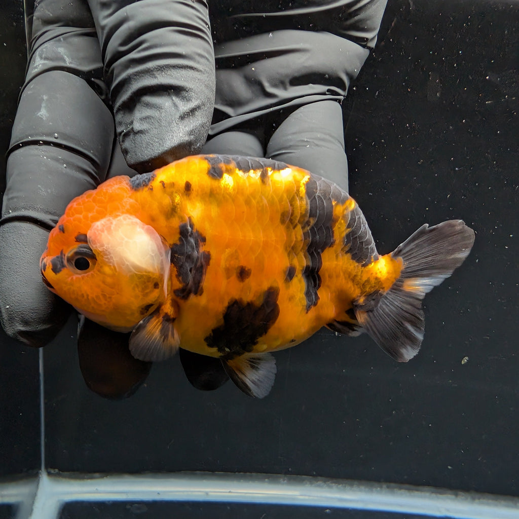 Ranchu Tiger Calico 3.5" in. ID#1030R13A-001