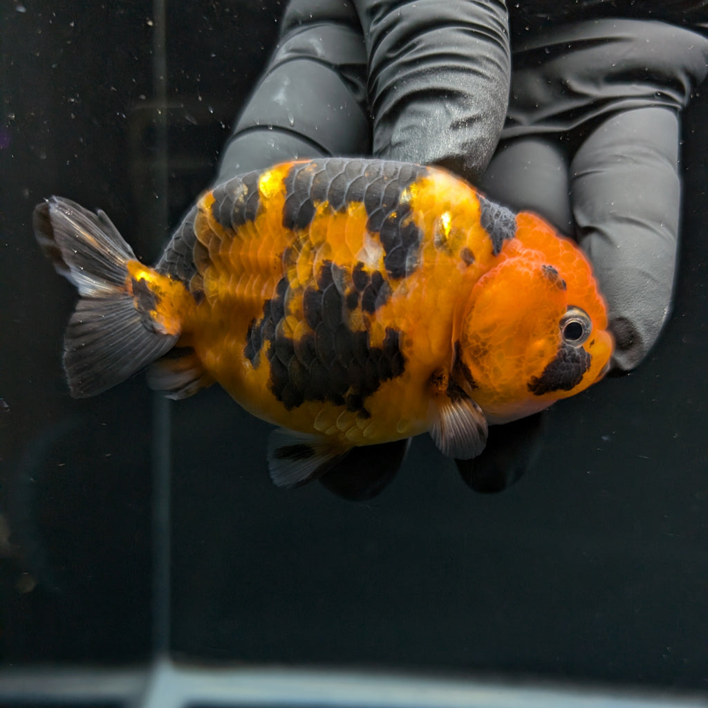 Ranchu Tiger Calico 3.5" in. ID#1030R13A-001