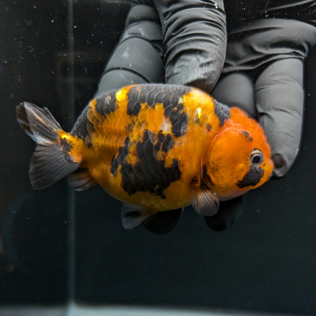 Ranchu Tiger Calico 3.5" in. ID#1030R13A-001