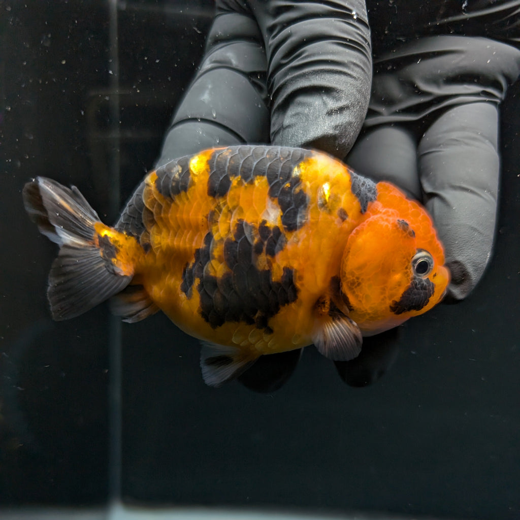Ranchu Tiger Calico 3.5" in. ID#1030R13A-001