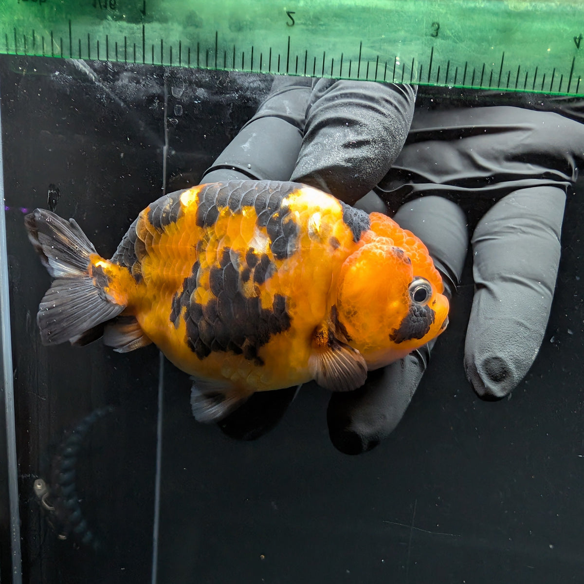 Ranchu Tiger Calico 3.5" in. ID#1030R13A-001
