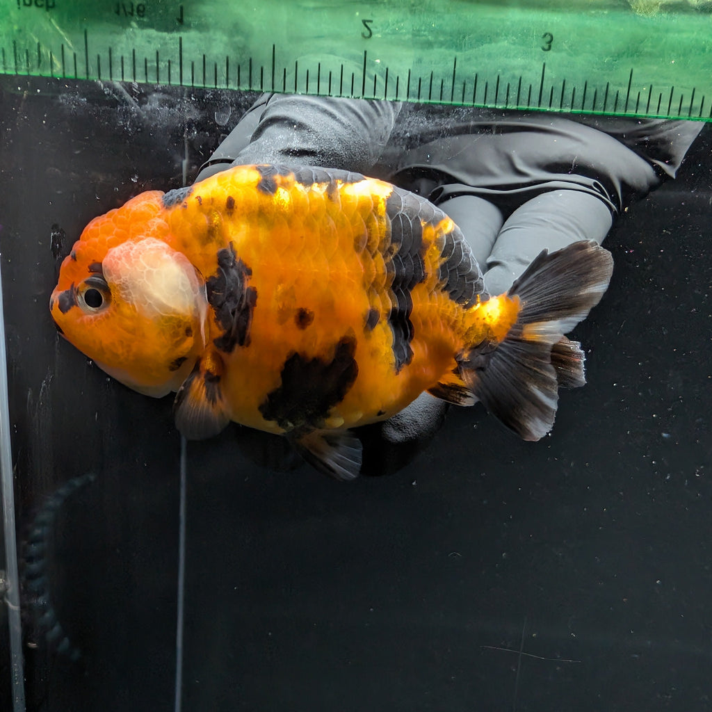 Ranchu Tiger Calico 3.5" in. ID#1030R13A-001