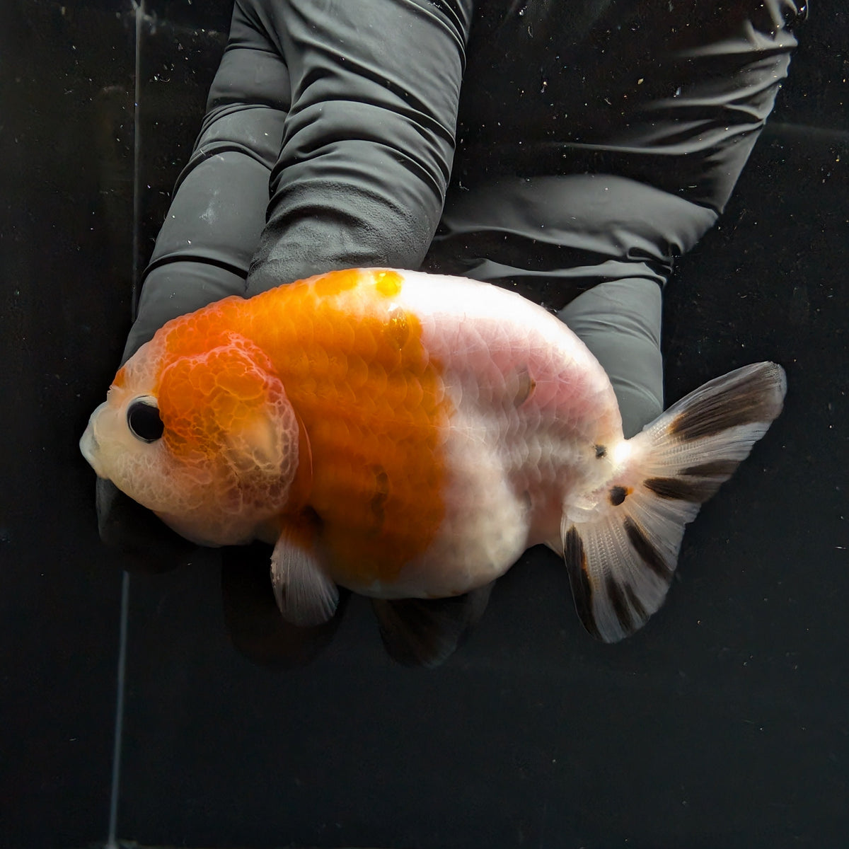 Ranchu Sakura Calico 3.5" in. ID#1030R13A-002