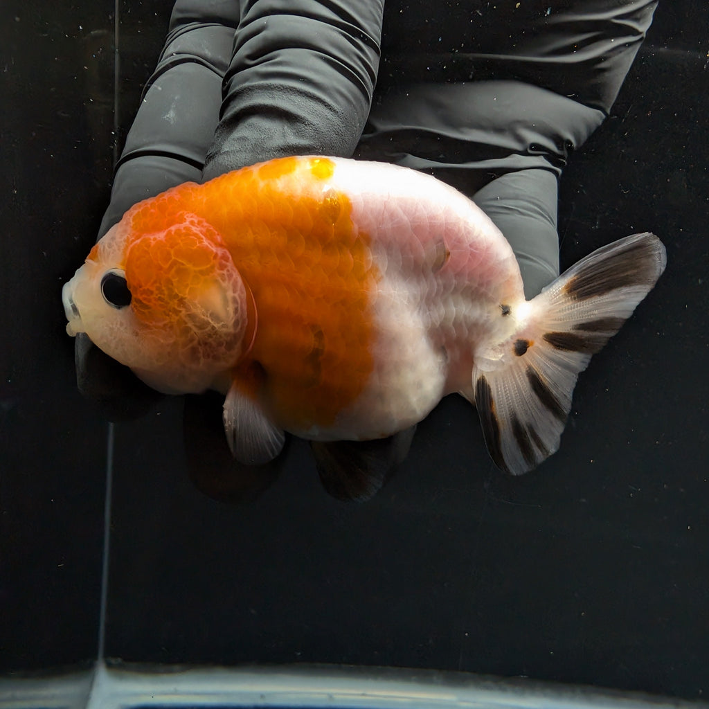 Ranchu Sakura Calico 3.5" in. ID#1030R13A-002