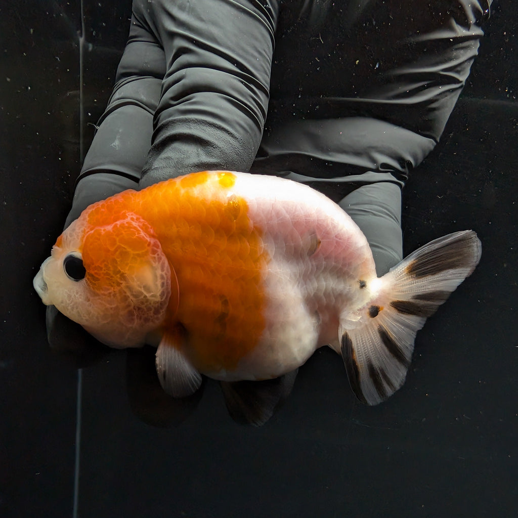 Ranchu Sakura Calico 3.5" in. ID#1030R13A-002