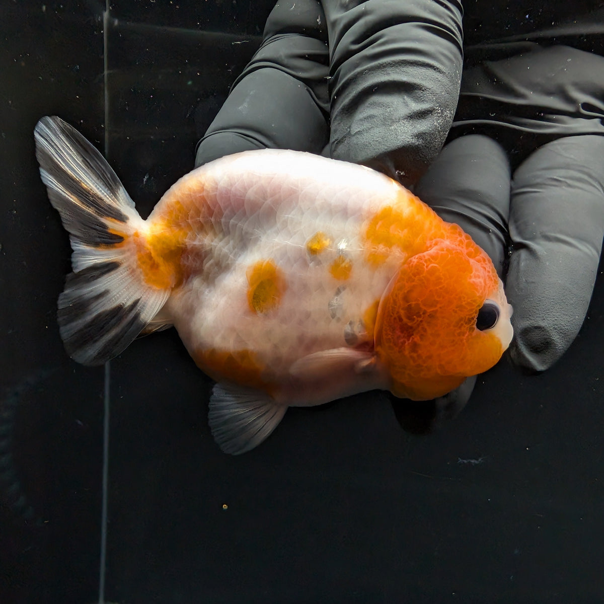 Ranchu Sakura Calico 3.5" in. ID#1030R13A-002
