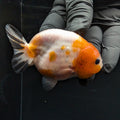 Ranchu Sakura Calico 3.5" in. ID#1030R13A-002