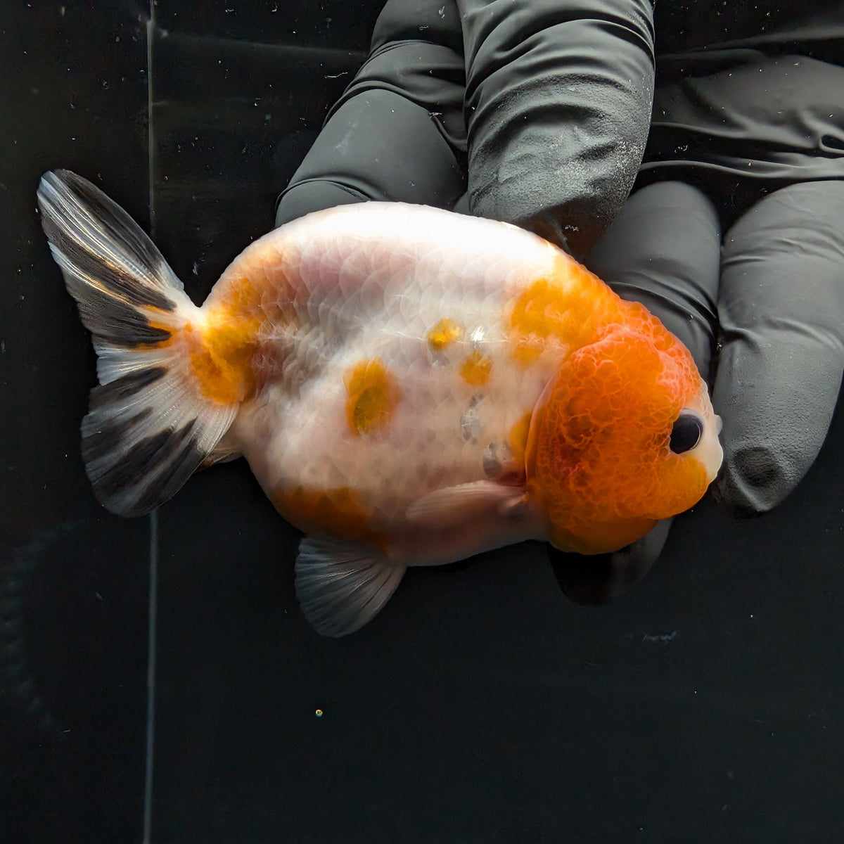 Ranchu Sakura Calico 3.5" in. ID#1030R13A-002