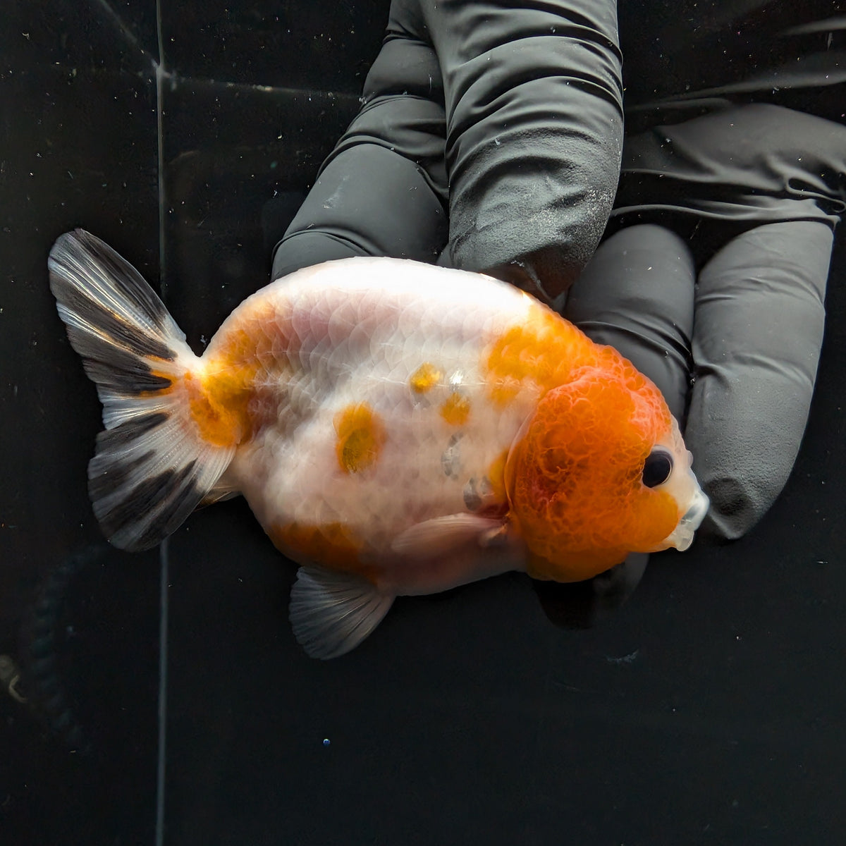 Ranchu Sakura Calico 3.5" in. ID#1030R13A-002