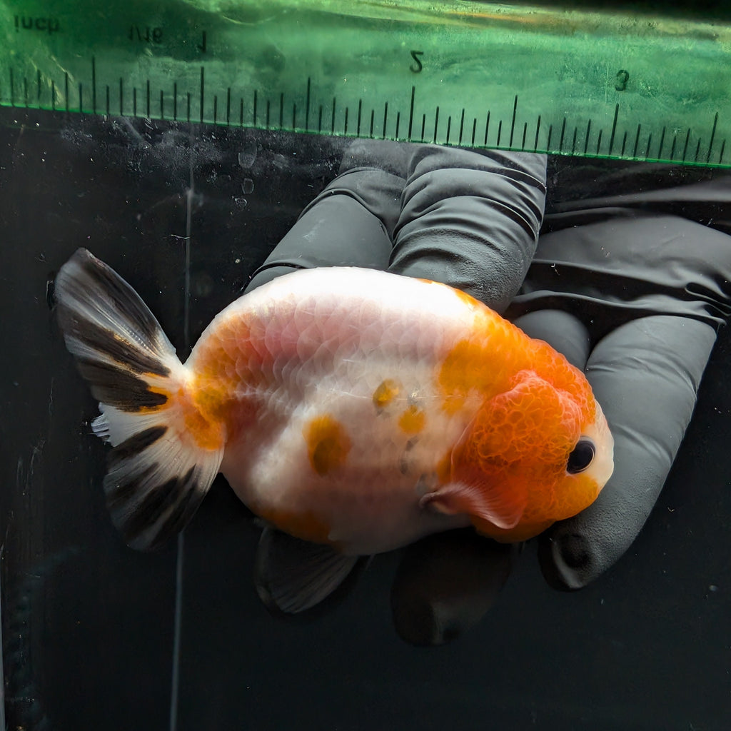 Ranchu Sakura Calico 3.5" in. ID#1030R13A-002