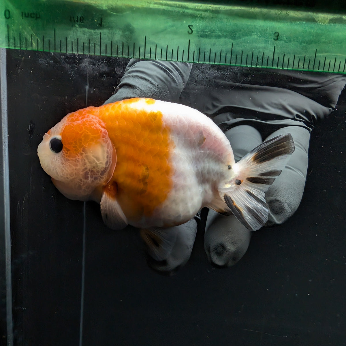 Ranchu Sakura Calico 3.5" in. ID#1030R13A-002
