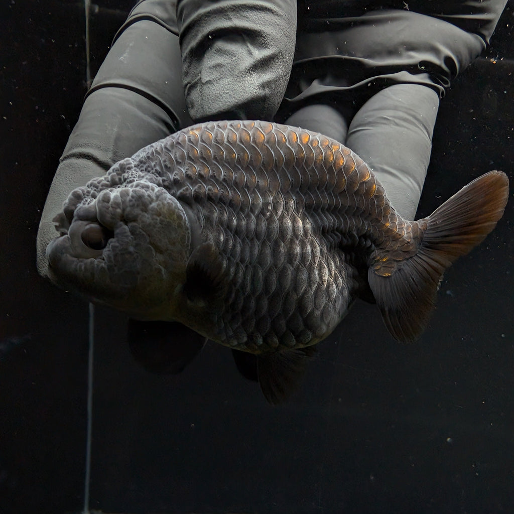 Ranchu Blue / Black 3.5" in. ID#1030R13A-003