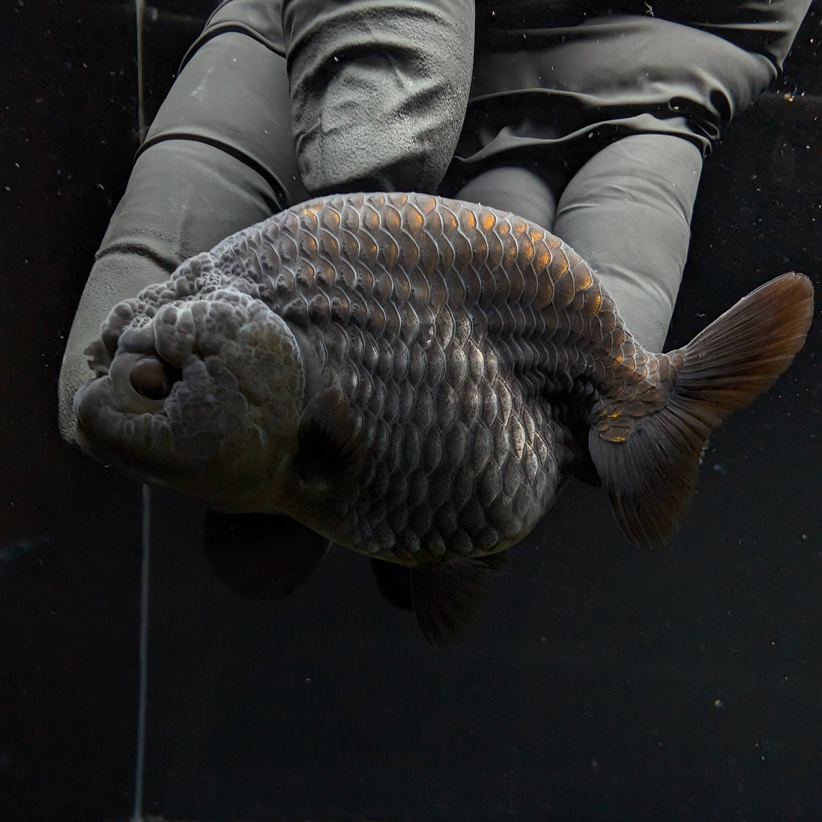 Ranchu Blue / Black 3.5" in. ID#1030R13A-003