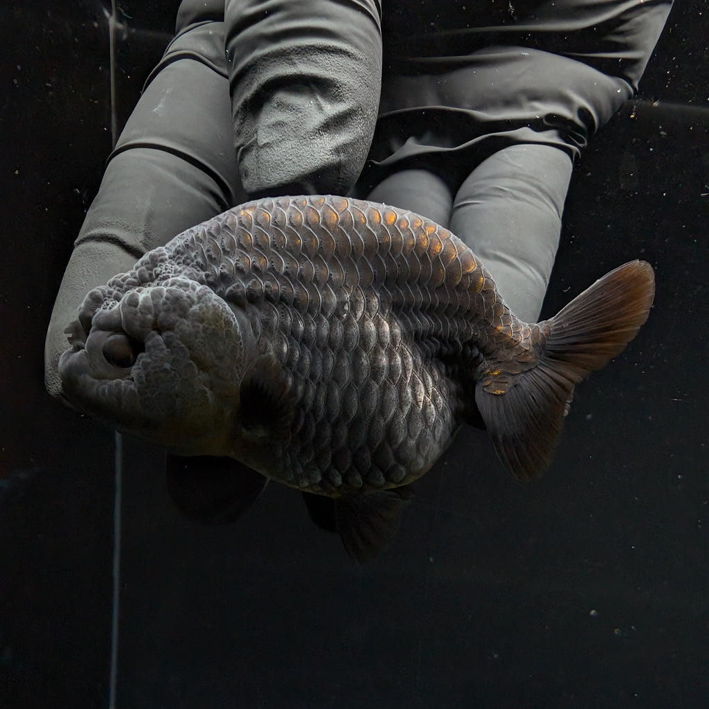 Ranchu Blue / Black 3.5" in. ID#1030R13A-003