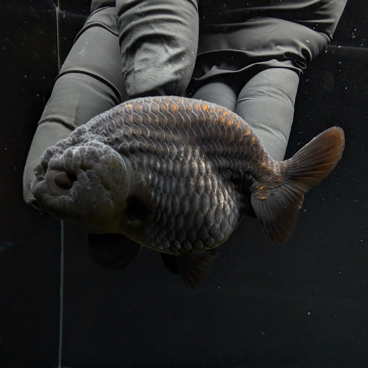 Ranchu Blue / Black 3.5" in. ID#1030R13A-003