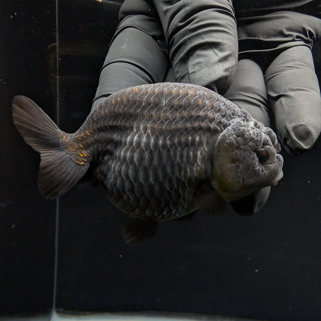 Ranchu Blue / Black 3.5" in. ID#1030R13A-003