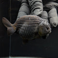 Ranchu Blue / Black 3.5" in. ID#1030R13A-003