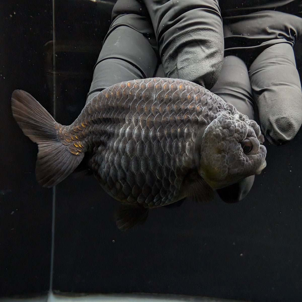Ranchu Blue / Black 3.5" in. ID#1030R13A-003