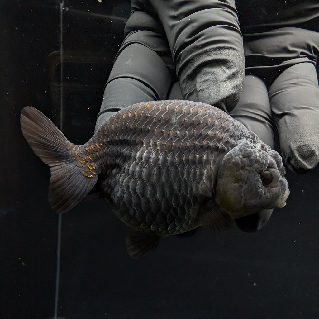 Ranchu Blue / Black 3.5" in. ID#1030R13A-003