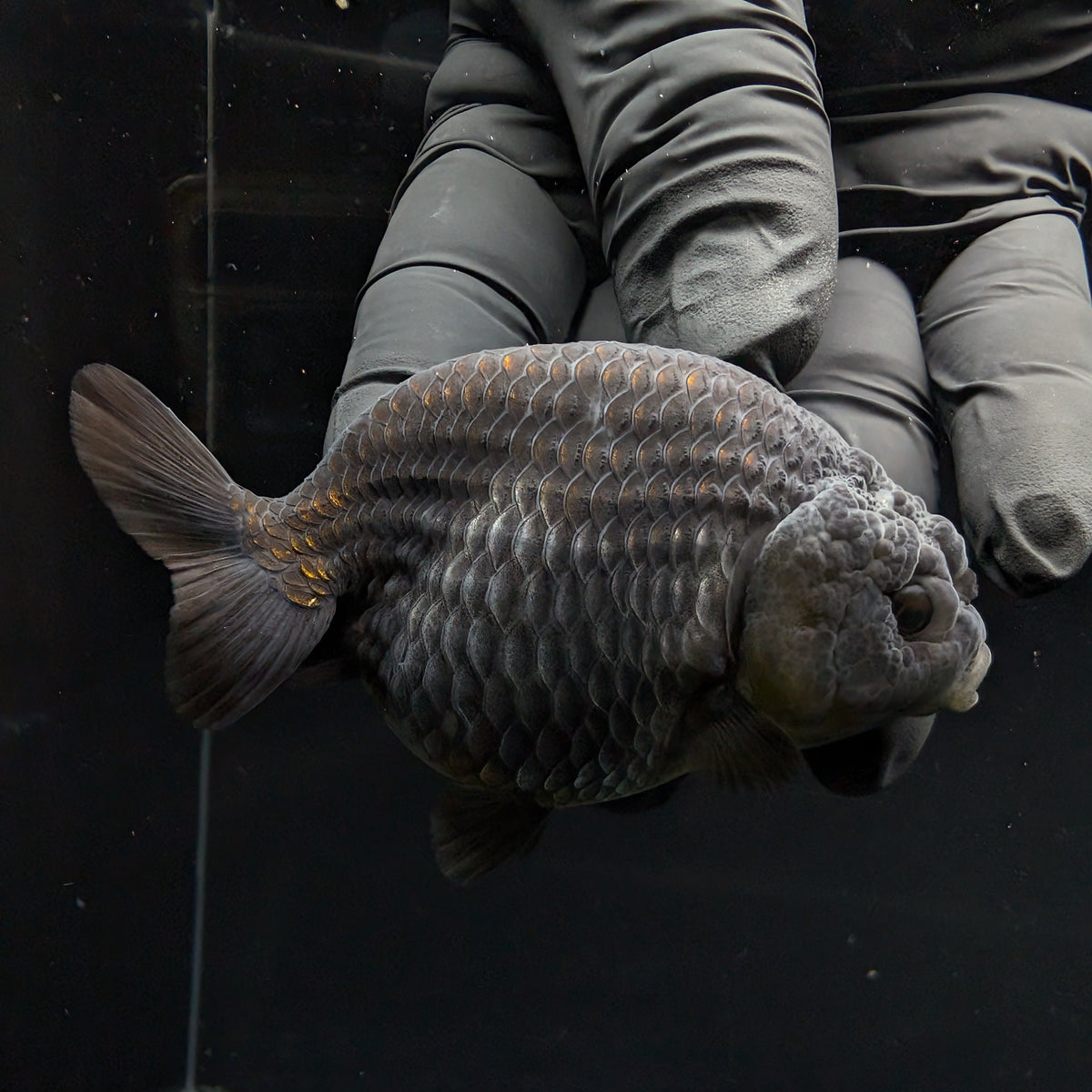Ranchu Blue / Black 3.5" in. ID#1030R13A-003