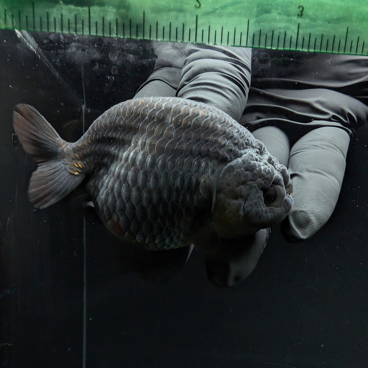 Ranchu Blue / Black 3.5" in. ID#1030R13A-003