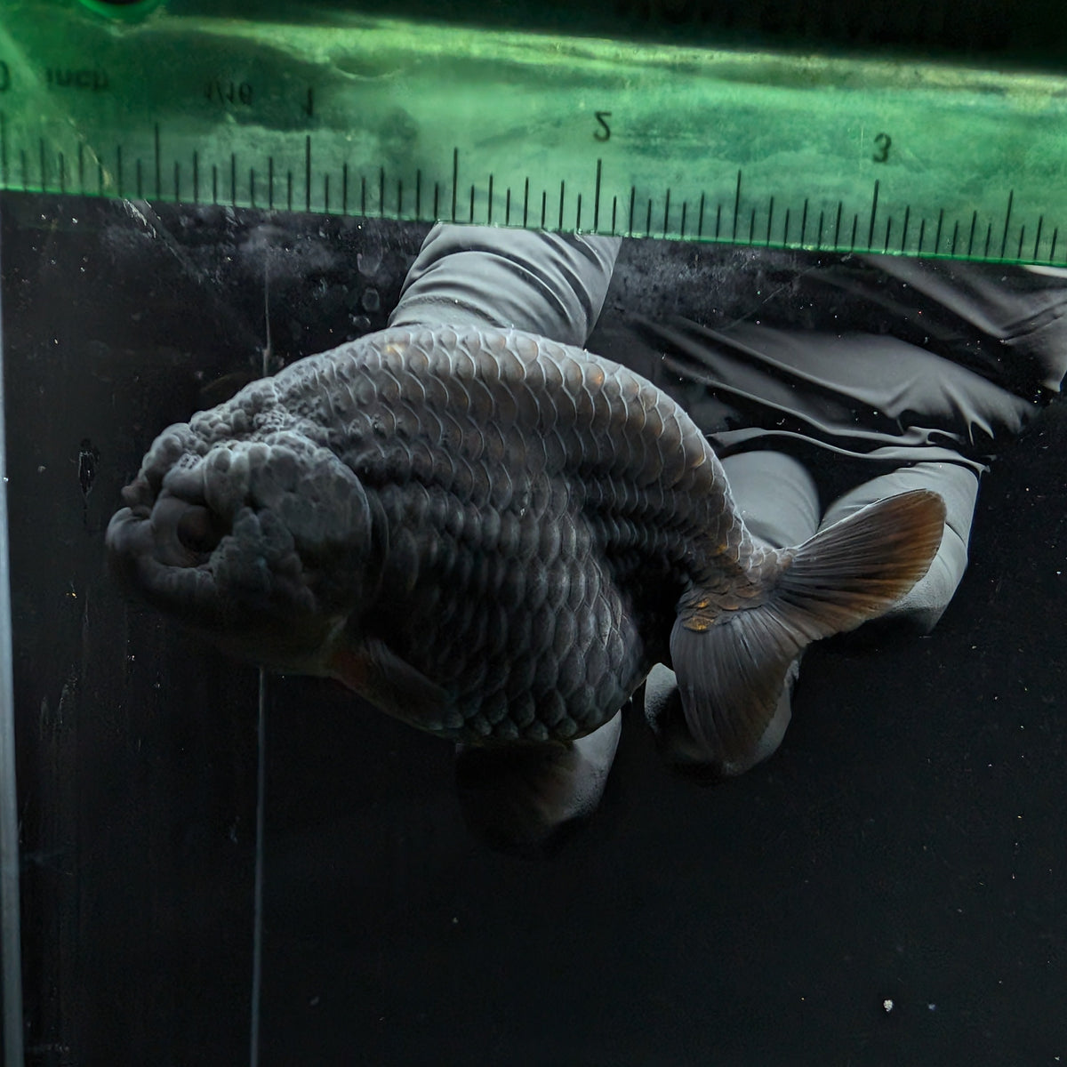 Ranchu Blue / Black 3.5" in. ID#1030R13A-003