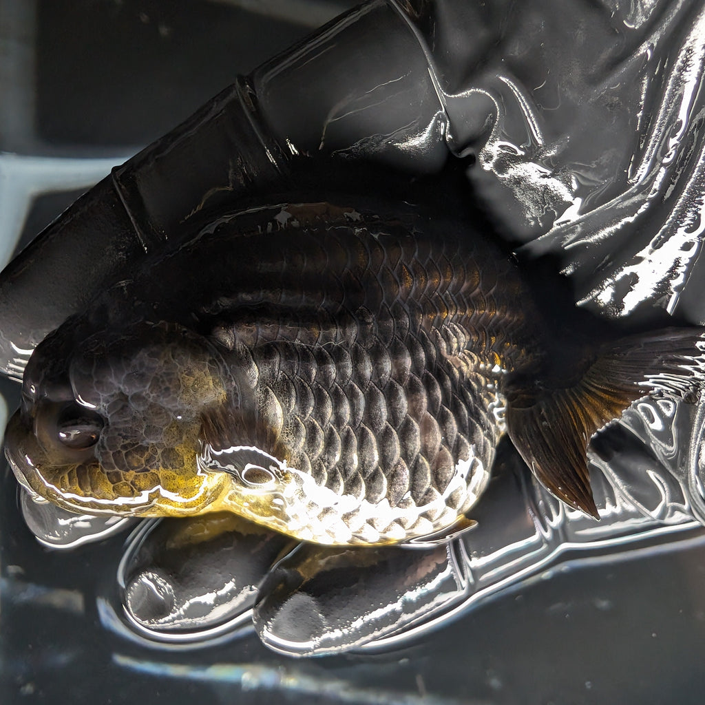 Ranchu Blue / Black 3.5" in. ID#1030R13A-003