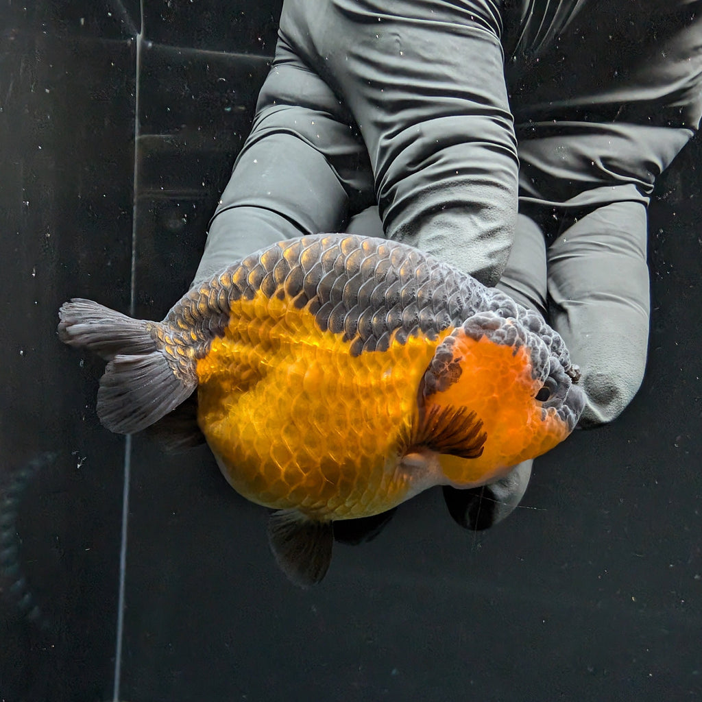 Ranchu Red Black 3.5" in. ID#1030R13A-005