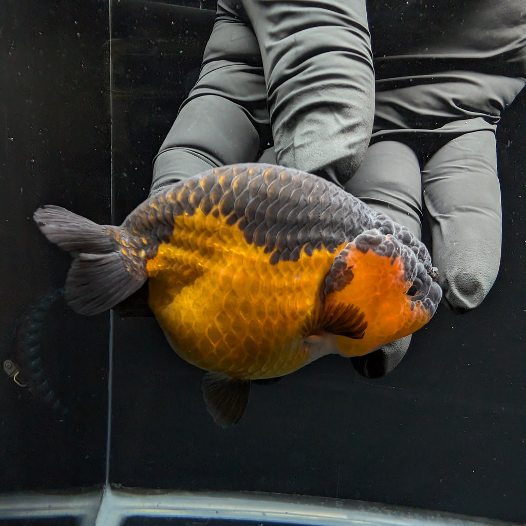 Ranchu Red Black 3.5" in. ID#1030R13A-005