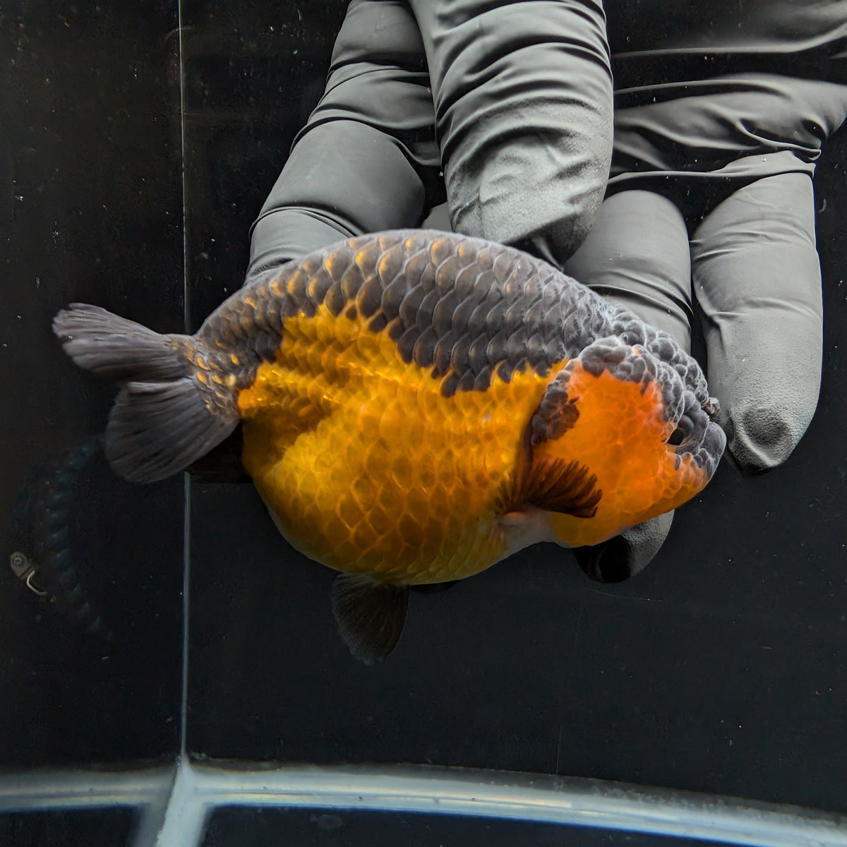 Ranchu Red Black 3.5" in. ID#1030R13A-005