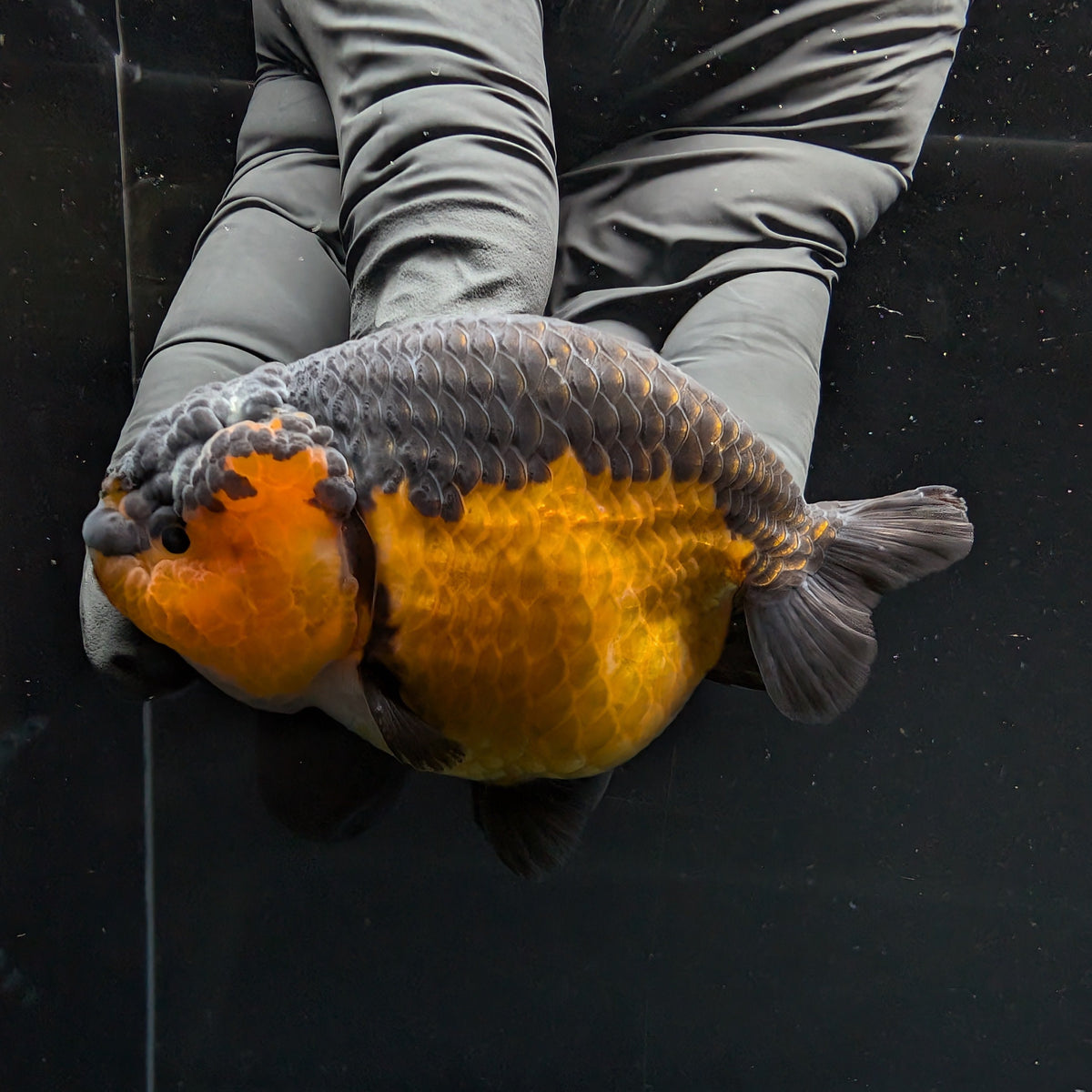 Ranchu Red Black 3.5" in. ID#1030R13A-005