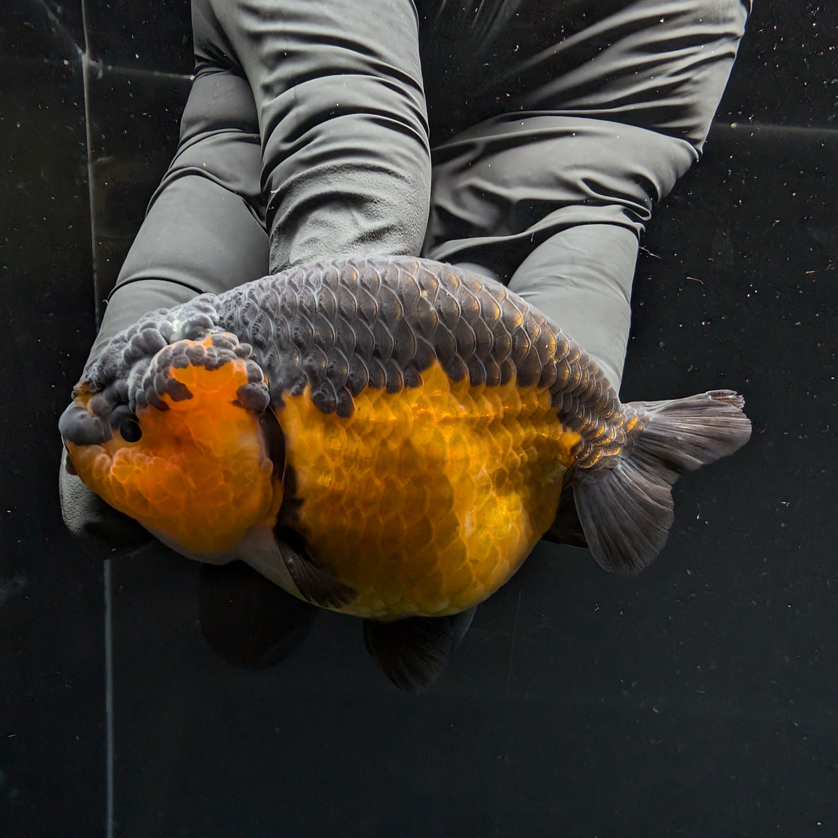 Ranchu Red Black 3.5" in. ID#1030R13A-005
