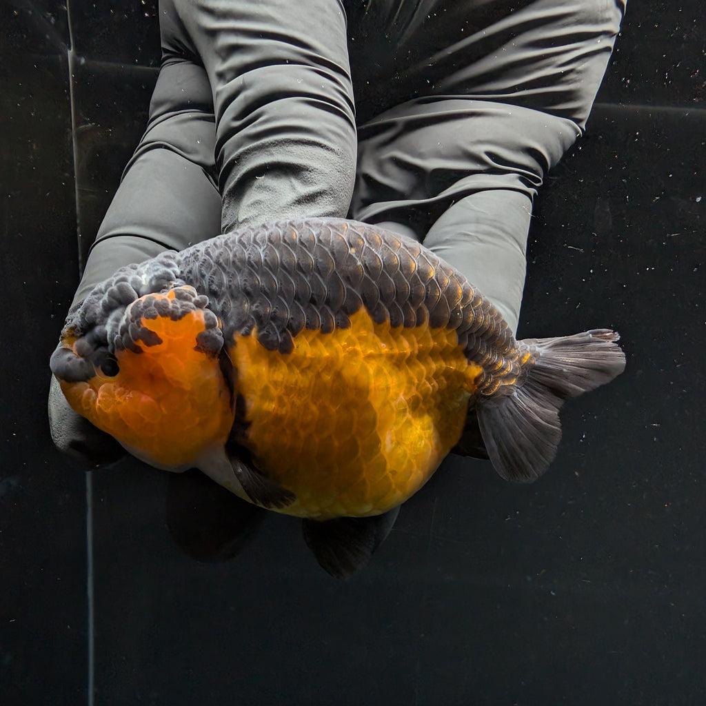 Ranchu Red Black 3.5" in. ID#1030R13A-005