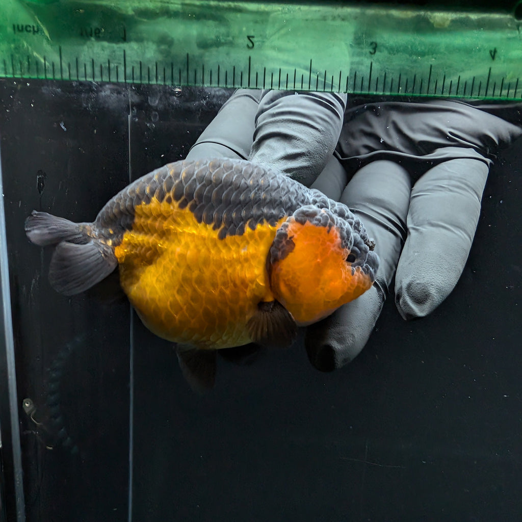 Ranchu Red Black 3.5" in. ID#1030R13A-005