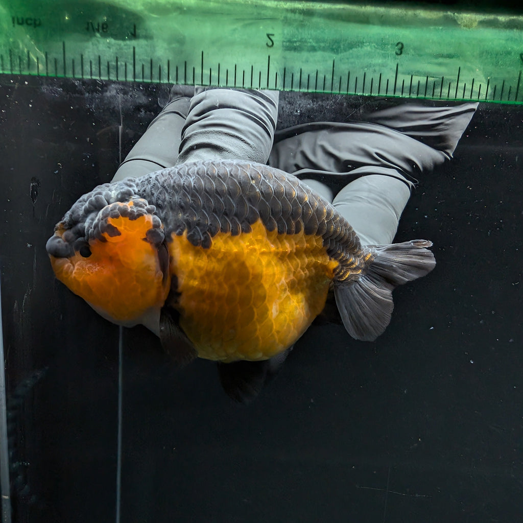 Ranchu Red Black 3.5" in. ID#1030R13A-005