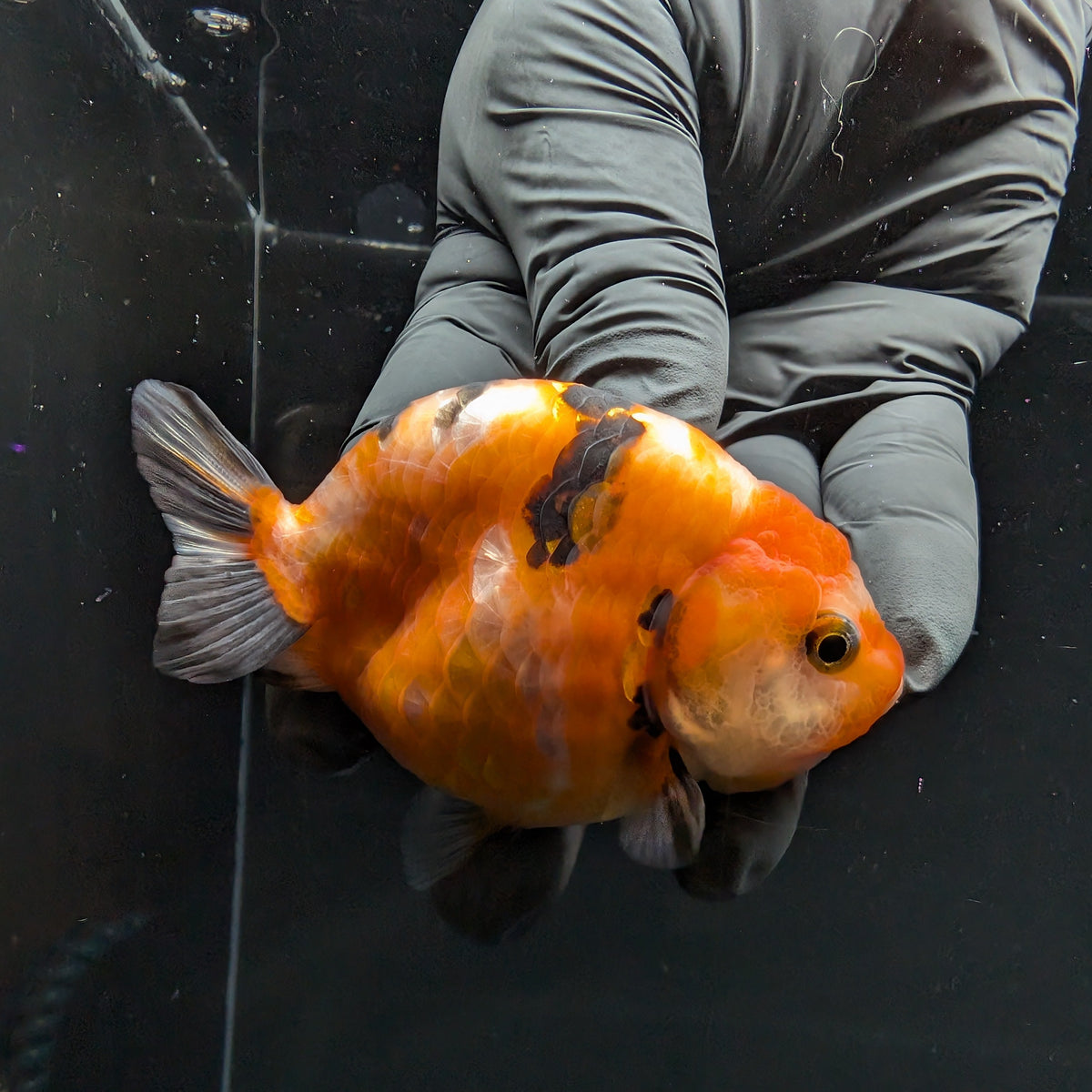 Ranchu Sakura Calico 3.5" in. ID#1030R13A-006