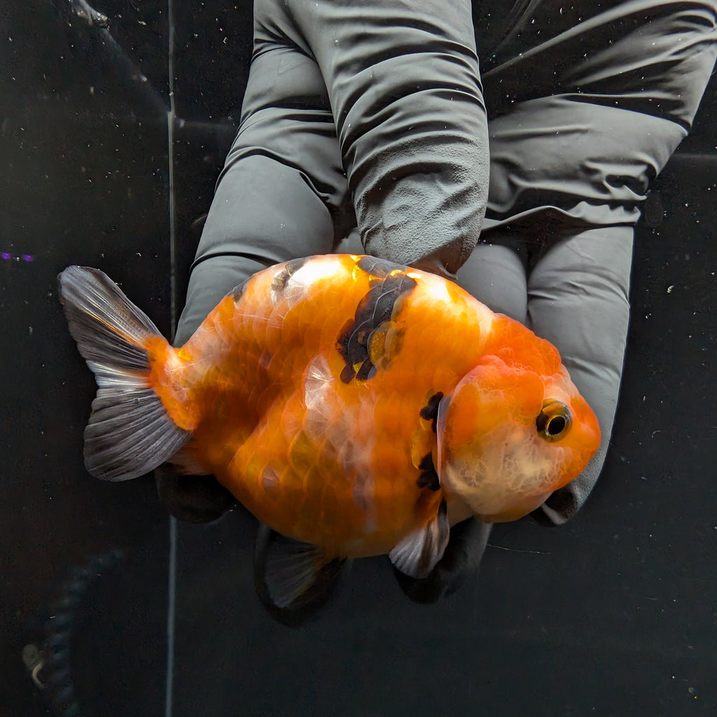 Ranchu Sakura Calico 3.5" in. ID#1030R13A-006