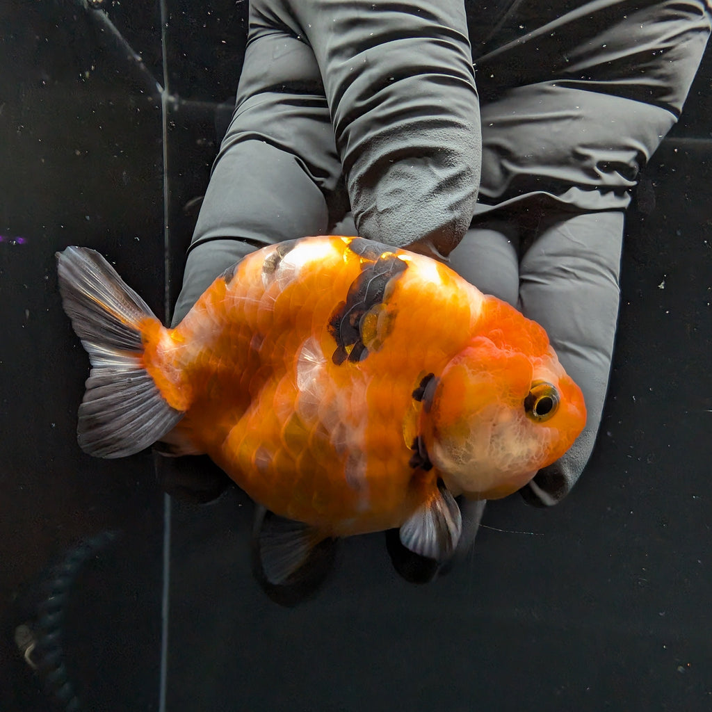 Ranchu Sakura Calico 3.5" in. ID#1030R13A-006