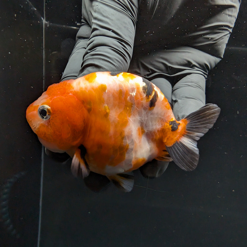 Ranchu Sakura Calico 3.5" in. ID#1030R13A-006