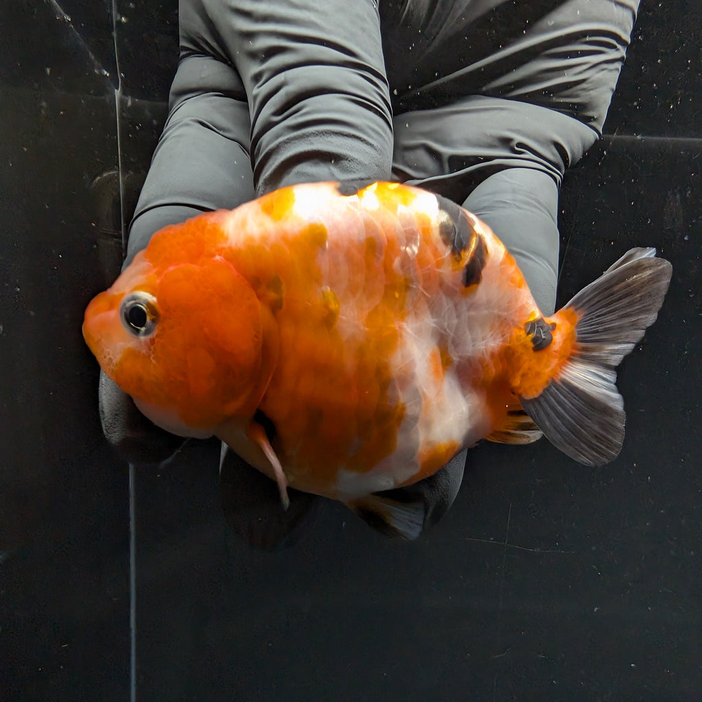 Ranchu Sakura Calico 3.5" in. ID#1030R13A-006