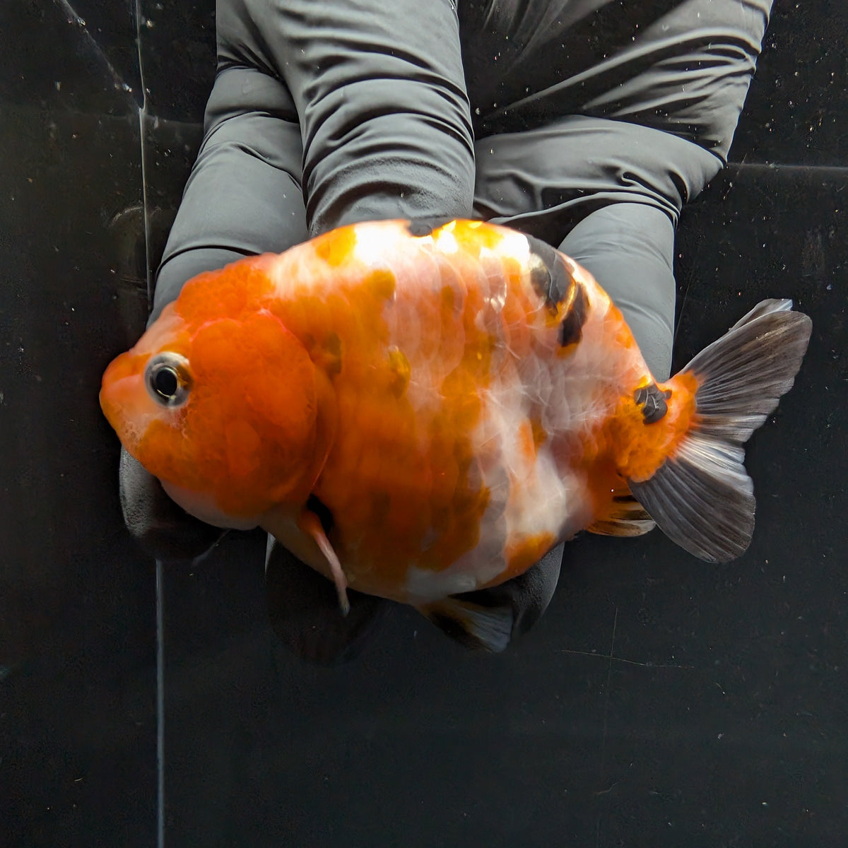 Ranchu Sakura Calico 3.5" in. ID#1030R13A-006