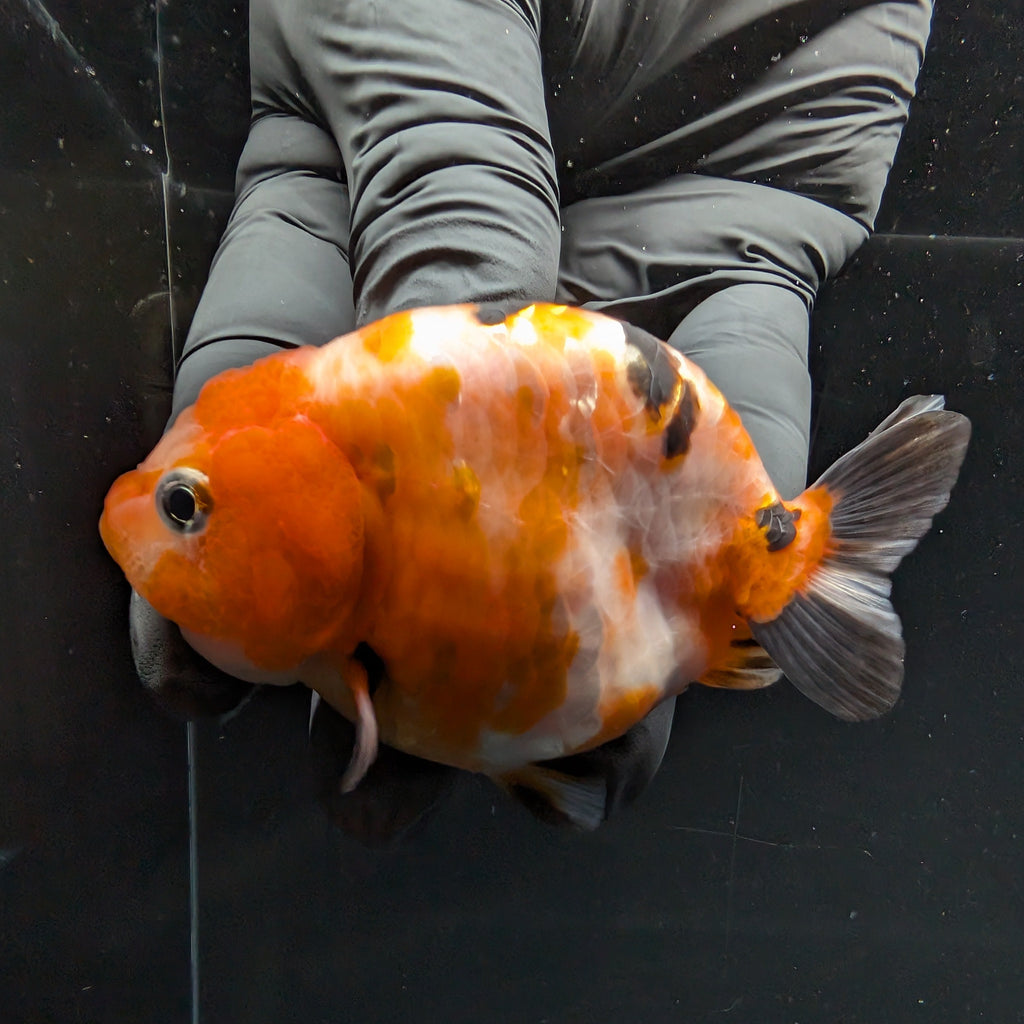 Ranchu Sakura Calico 3.5" in. ID#1030R13A-006