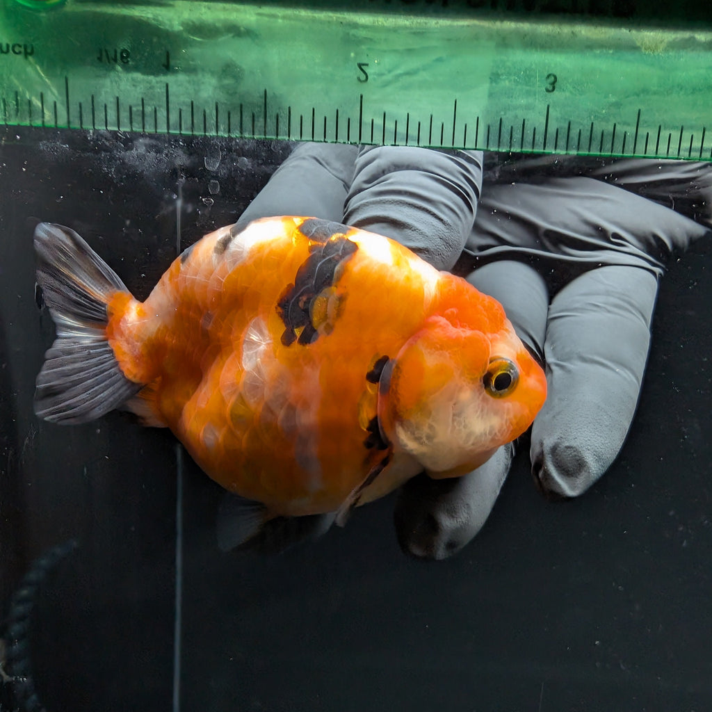 Ranchu Sakura Calico 3.5" in. ID#1030R13A-006