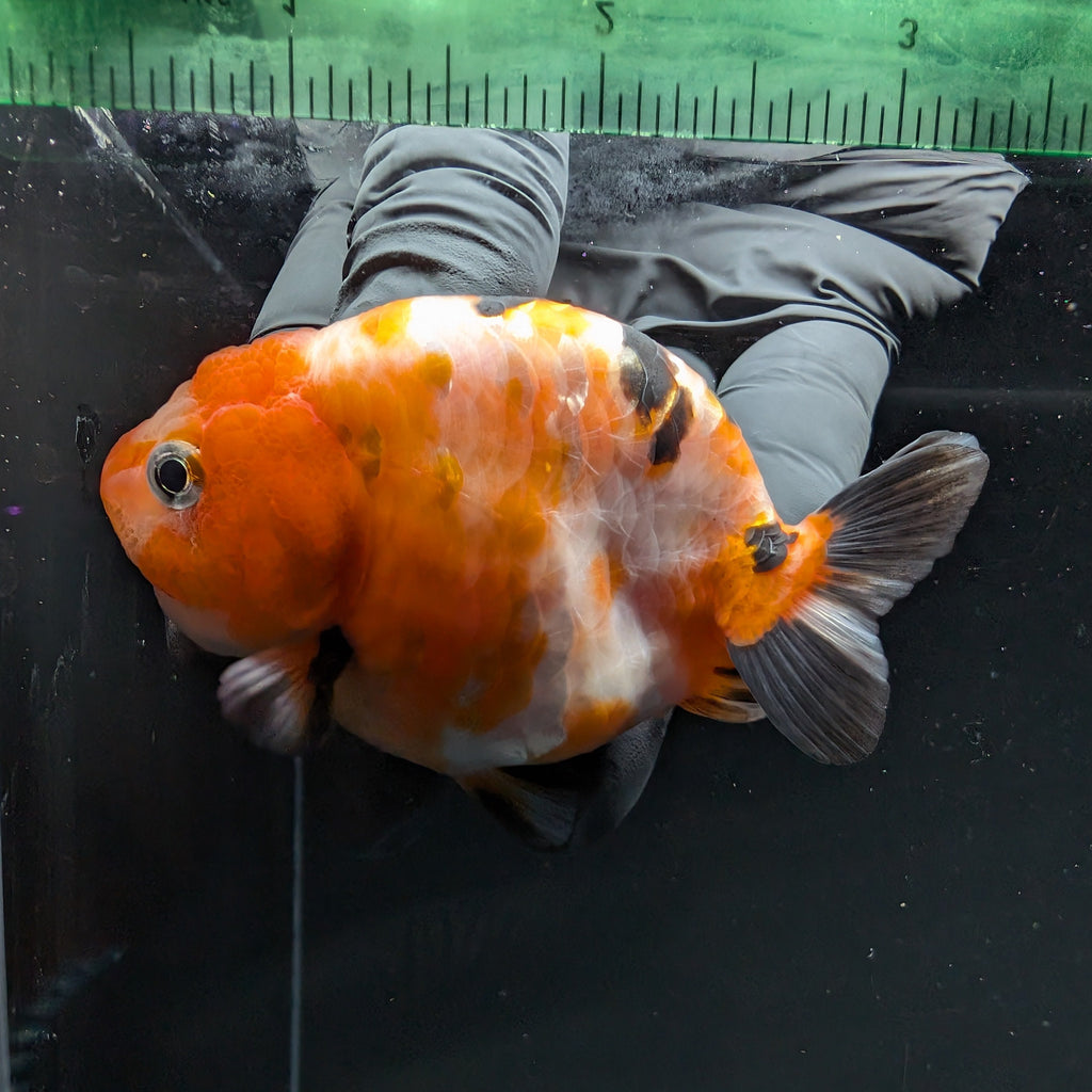 Ranchu Sakura Calico 3.5" in. ID#1030R13A-006
