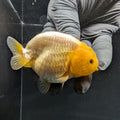 Ranchu Lemon Head 3.5" in. ID#1030R13A-007