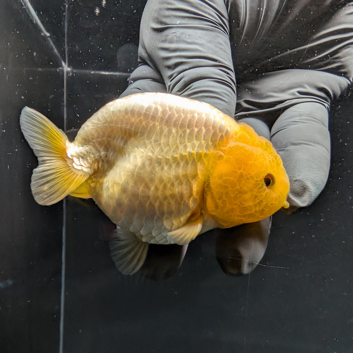 Ranchu Lemon Head 3.5" in. ID#1030R13A-007
